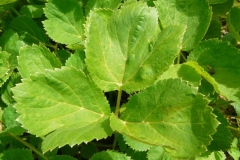 Closer-view-of-leaves-of-Masterwort