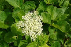 Flower-of-Masterwort