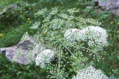 Immature-fruits-of-Masterwort