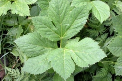 Leaves-of-Masterwort