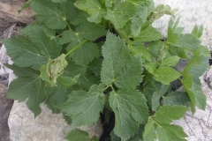 Masterwort-Plant