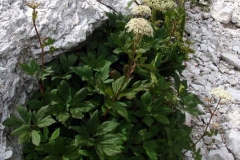 Masterwort-plant-growing-wild