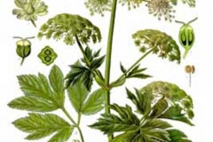 Plant-Illustration-of-Masterwort
