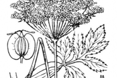 Sketch-of-Masterwort