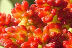 Closer-view-of-flower-of-Mastic-Gum