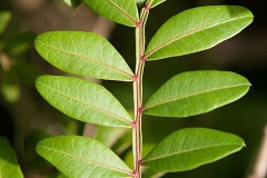 Leaves-of-Mastic-gum-tree