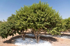 Mastic-gum-tree