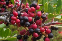 Mature-and-Immature-fruits-of-Mastic-gum-tree