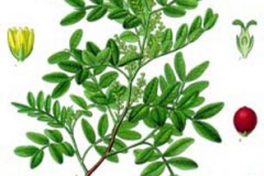 Plant-illustration-of-Mastic-gum-tree