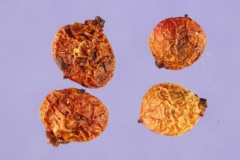 Seeds-of-Mastic-gum-tree