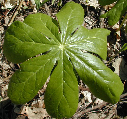 Closer-view-of-Leaf-of-Mayapple