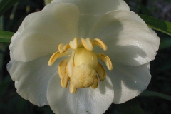 Closer-view-of-Flower.-of-Mayapple