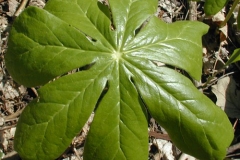 Closer-view-of-Leaf-of-Mayapple