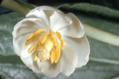 Flower-of-Mayapple