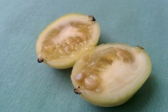Half-cut Mayapple--fruit