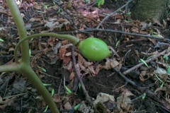 Immature-fruit-of-Mayapple