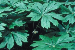Leaves-of-Mayapple