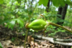 May-apple-fruit-in-its-early-stage