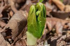 May-apple-saplings