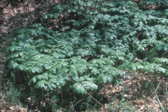 Mayapple-Plant-growing-wild