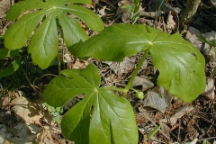 Mayapple-Plant