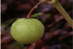 Mayapple-fruit