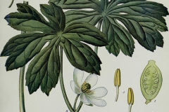 Plant-Illustration-of-May-apple