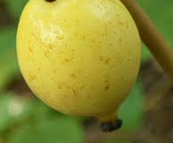Ripe-fruit-of-Mayapple