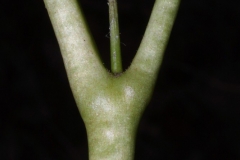 Stem-of-May-apple