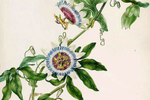 Plant-Illustration-of-Maypop
