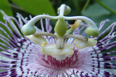 Closer-view-of-flower-of-Maypop