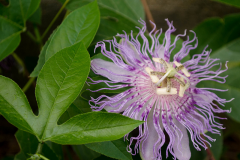 Flower-of-Maypop