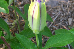 Flowering-bud-of-Maypop