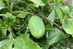 Immature-fruit-of-Maypop