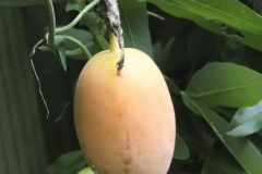 Mature-Maypop-fruit
