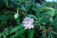 Maypop-plant-growing-wild