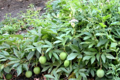 Maypop-plant