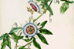 Plant-Illustration-of-Maypop