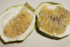 Seeds-in-fleshy-pulp