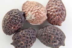 Seeds-of-Maypop