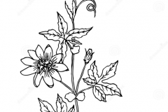 Sketch-of-Maypop