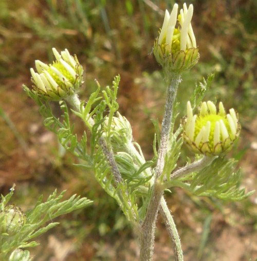 Flowering-buds-of-Mayweed-Chamomile