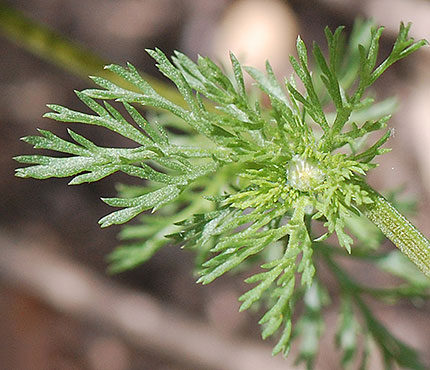 Leaves-of-Mayweed-Chamomile