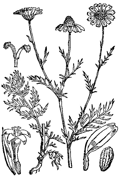 Sketch-of-Mayweed-Chamomile