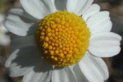 Closer-view-of-flower-of-Mayweed-Chamomile