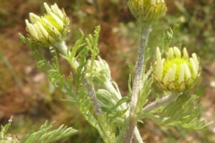 Flowering-buds-of-Mayweed-Chamomile