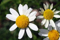 Flowers-of-Mayweed-Chamomile