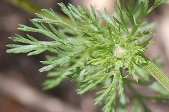 Leaves-of-Mayweed-Chamomile
