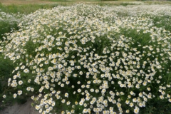 Mayweed-Chamomile-farming