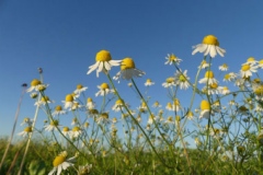 Mayweed-Chamomile-growing-wild